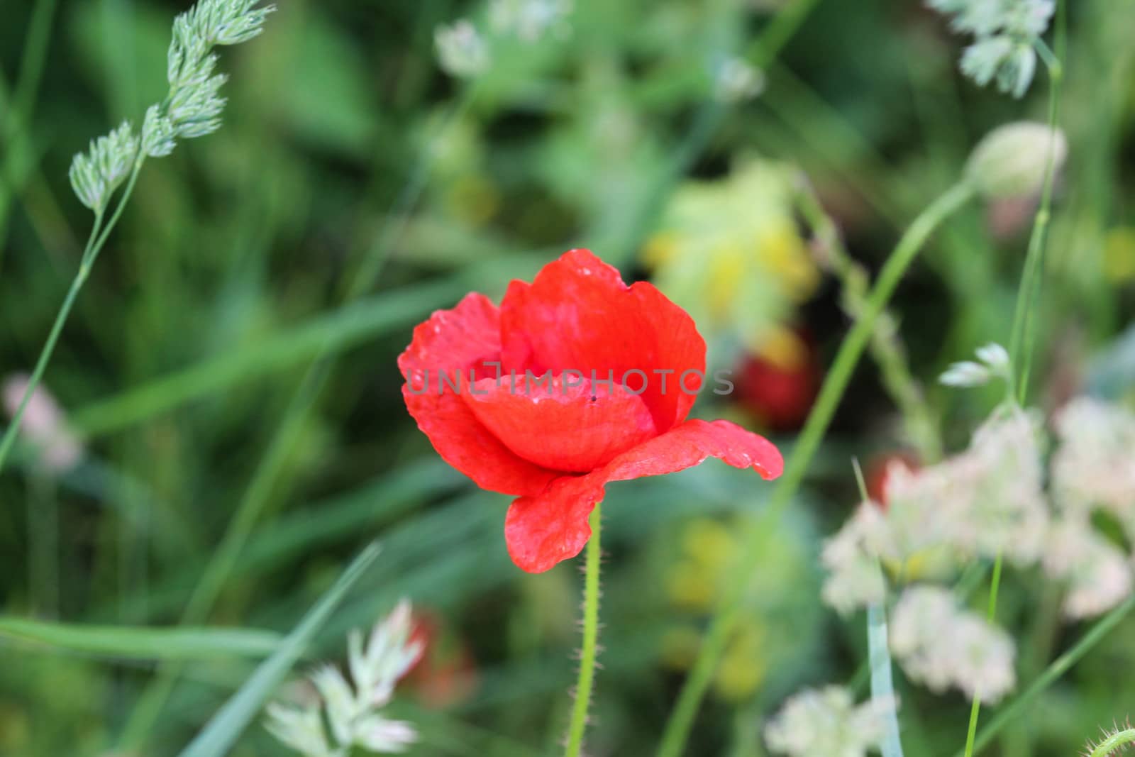 close up of long headed popp blooming