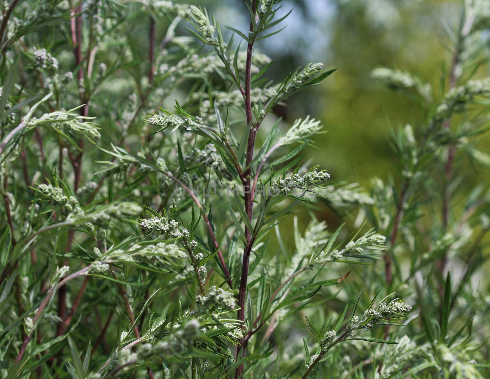 close up of Artemisia vulgaris flower blooming