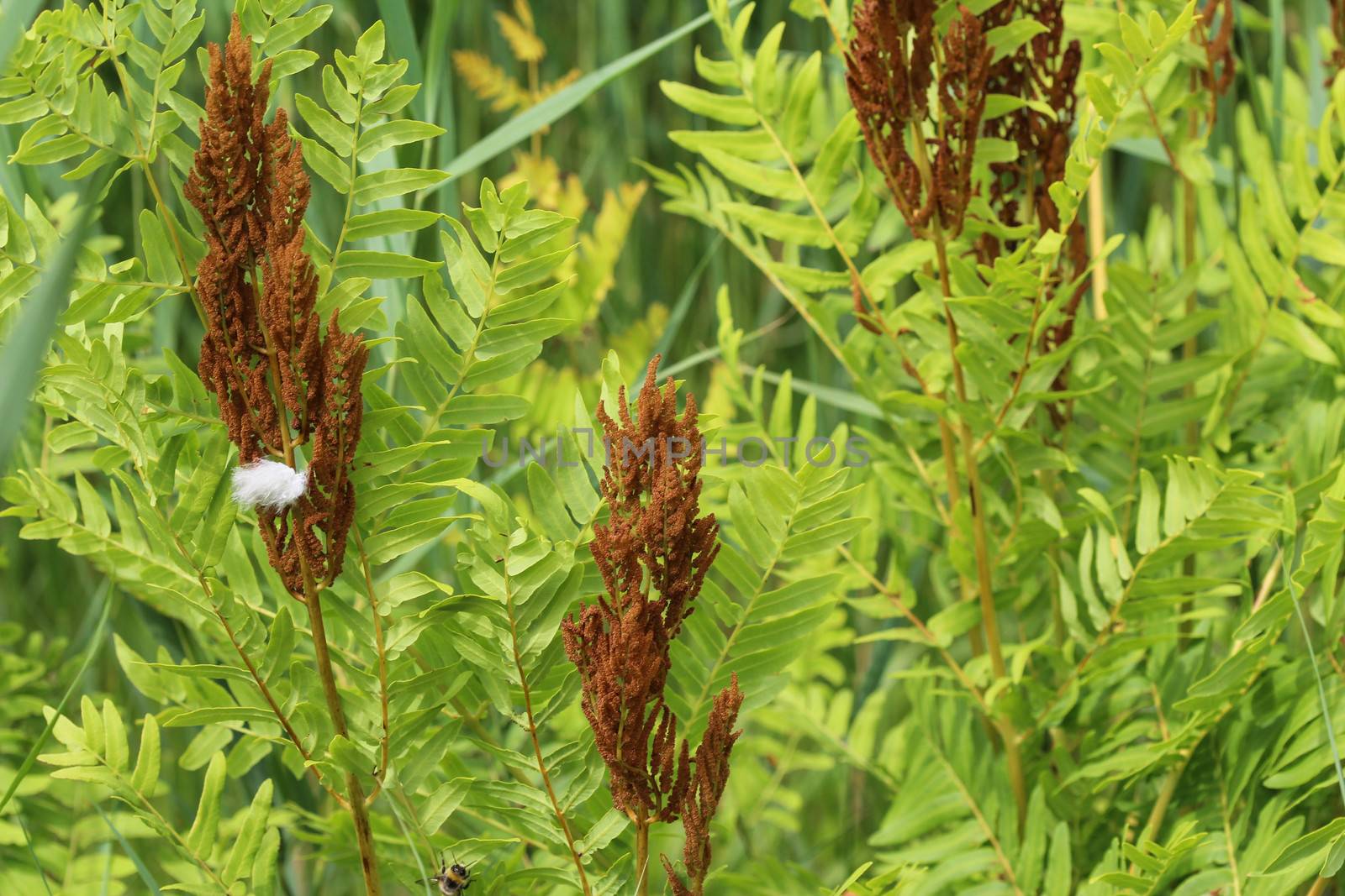 close up of Osmunda regalis, or royal fern, blooming in spring