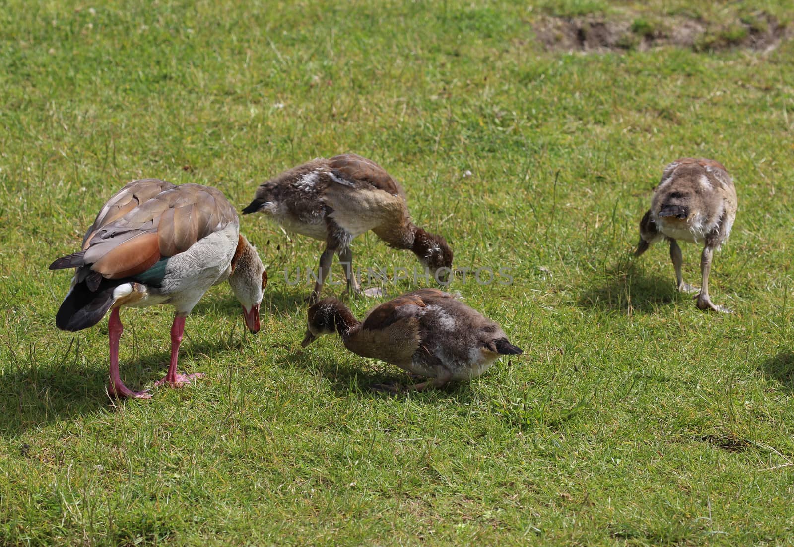 close up of Egyptian goose chicks
