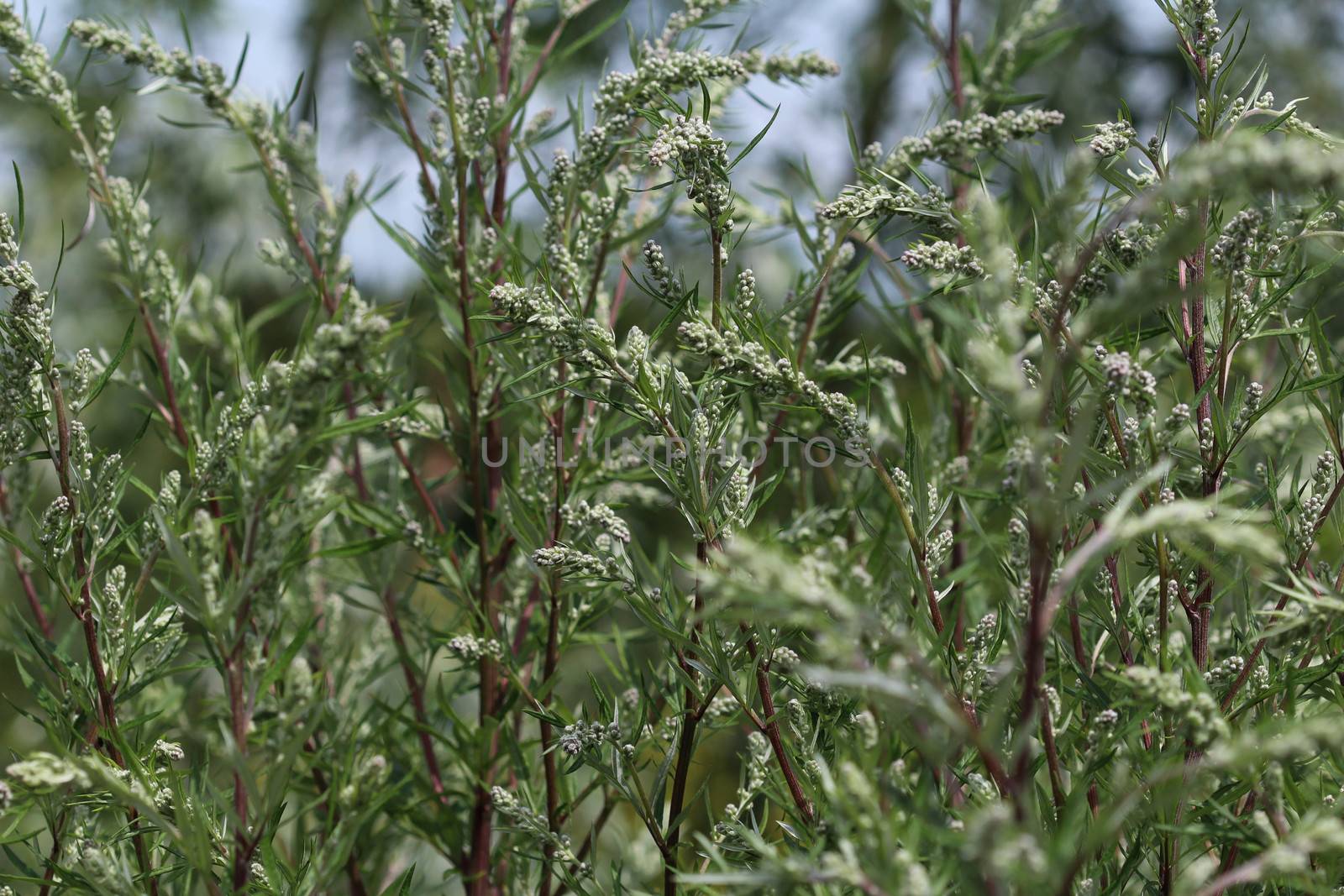 close up of Artemisia vulgaris flower blooming