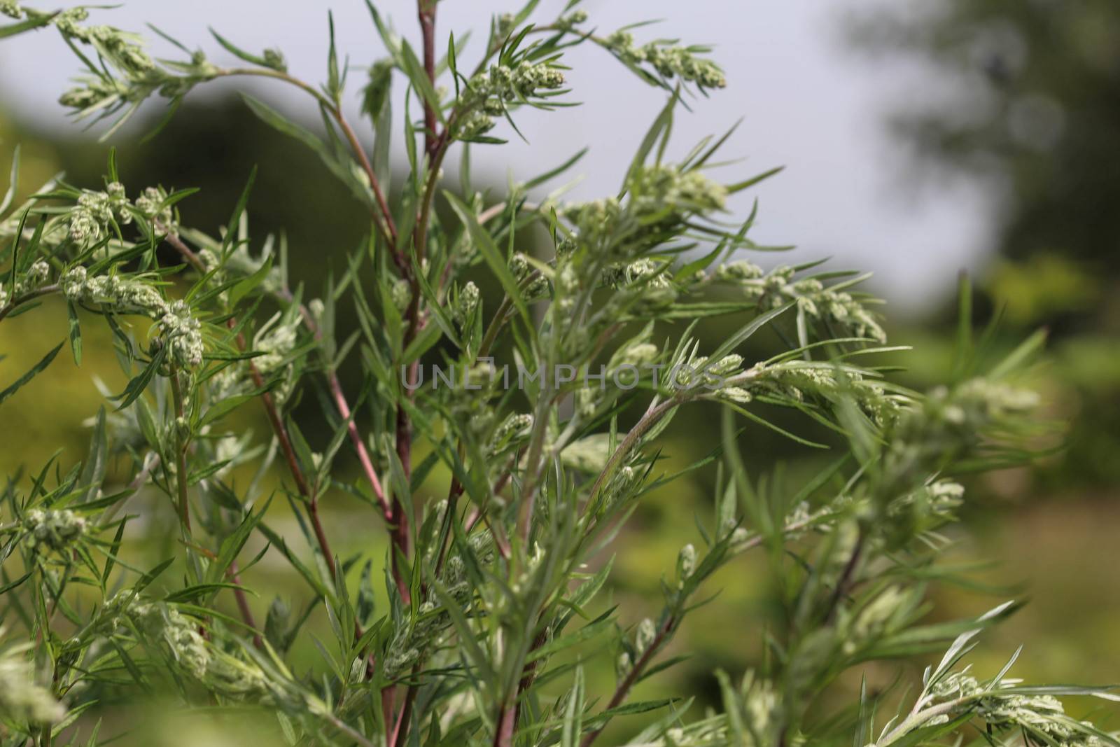 close up of Artemisia vulgaris flower blooming