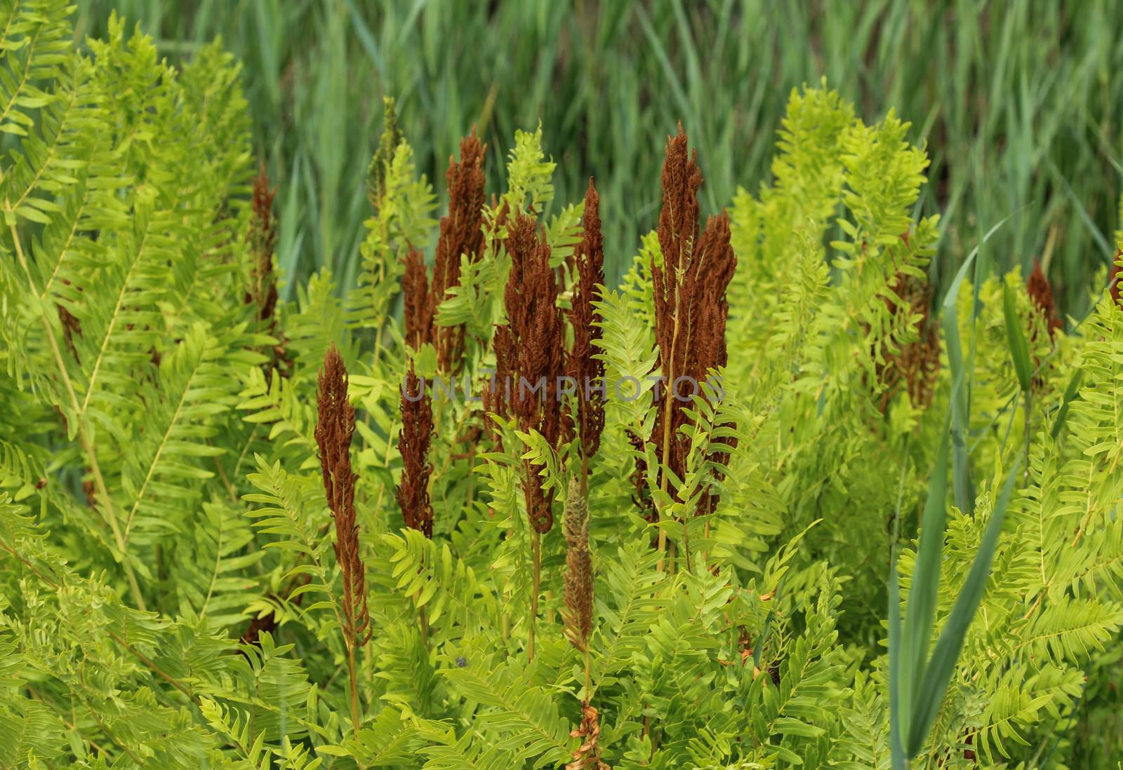 close up of Osmunda regalis, or royal fern, blooming in spring