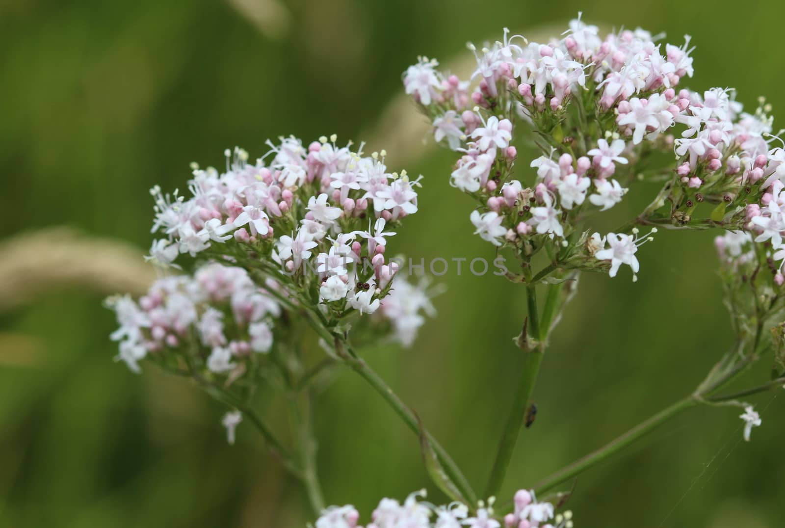 close up of marsh valerian or Valeriana dioica, blooming in spring