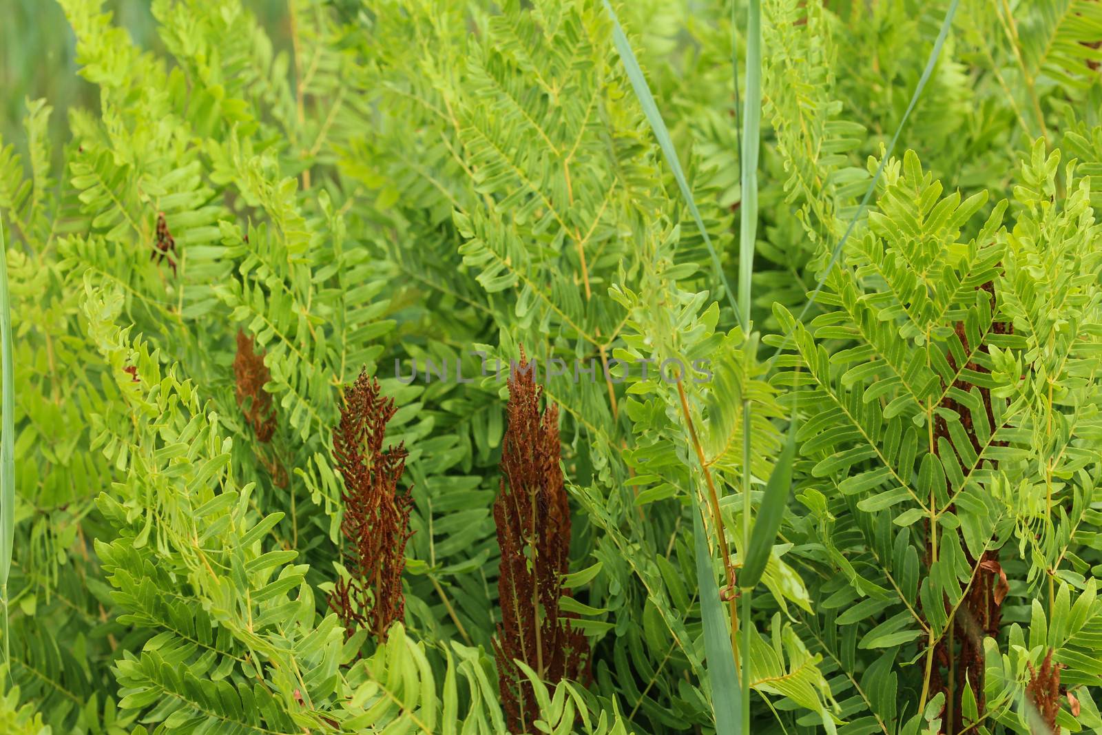 close up of Osmunda regalis, or royal fern, blooming in spring