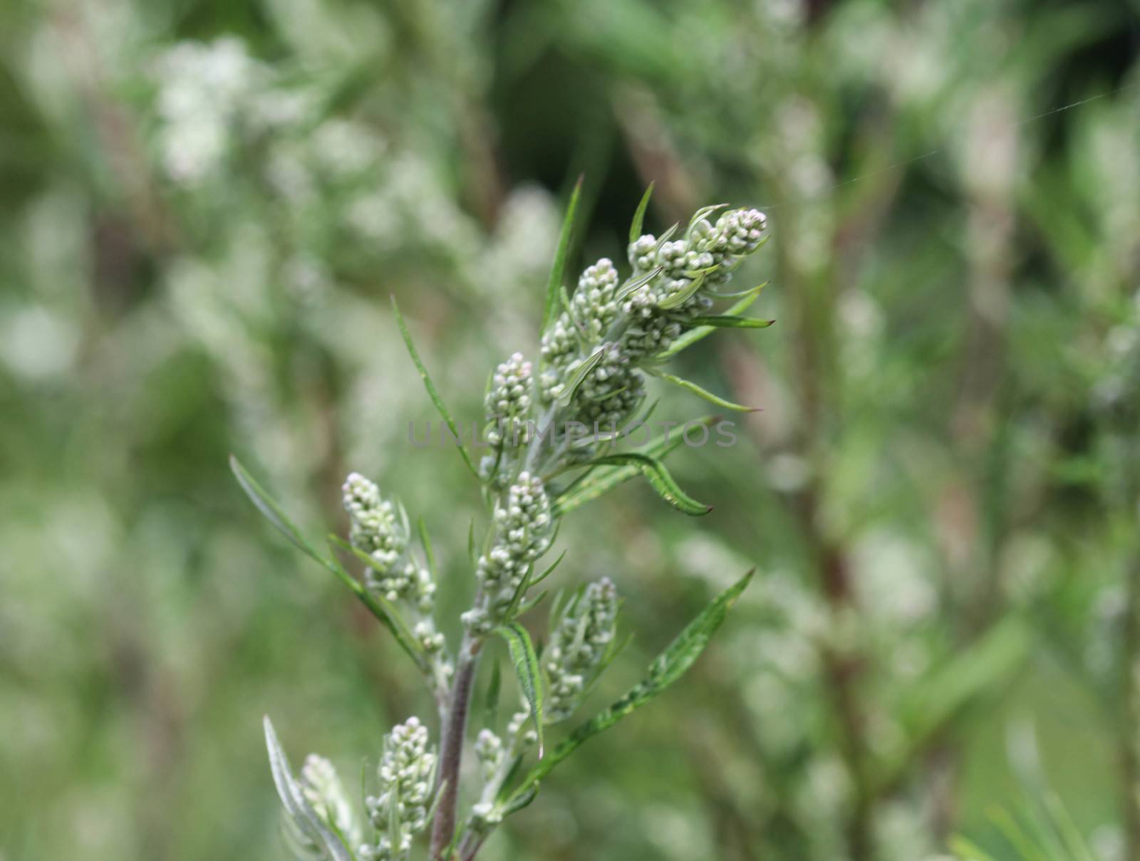 close up of Artemisia vulgaris flower blooming
