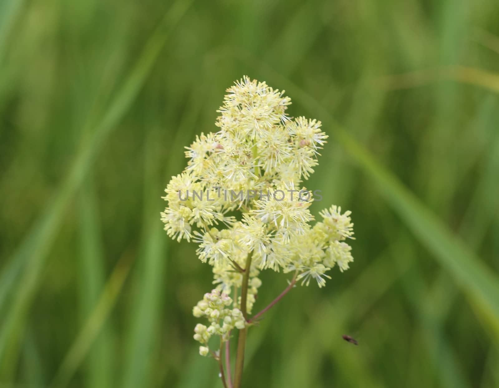 Close up of common meadow-rue blooming in the field