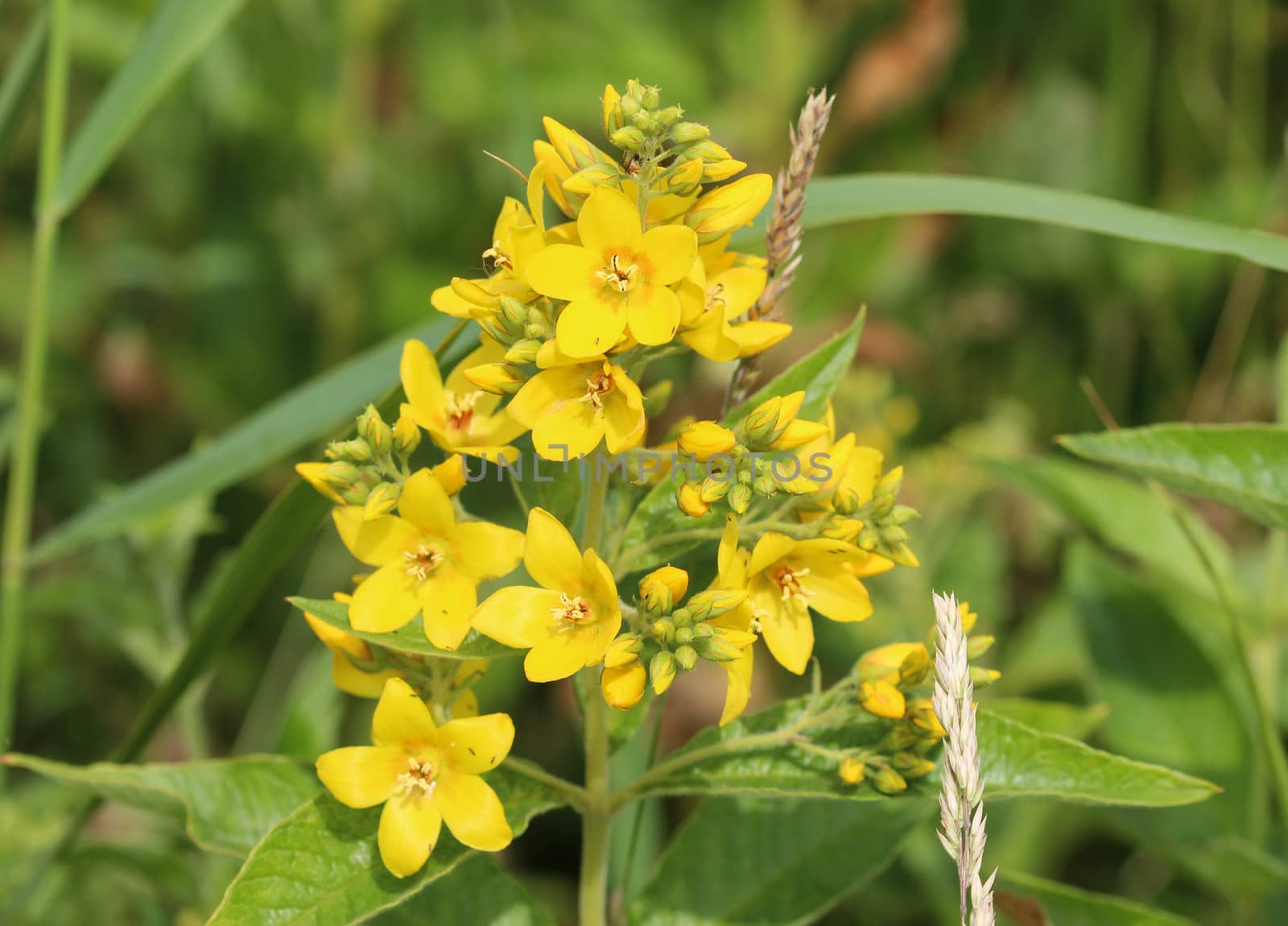 close up of Lysimachia vulgaris flower,