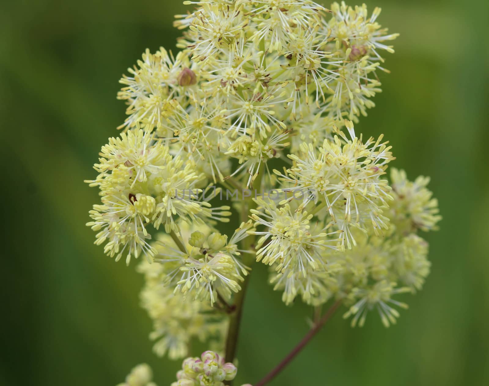 Close up of common meadow-rue blooming in the field