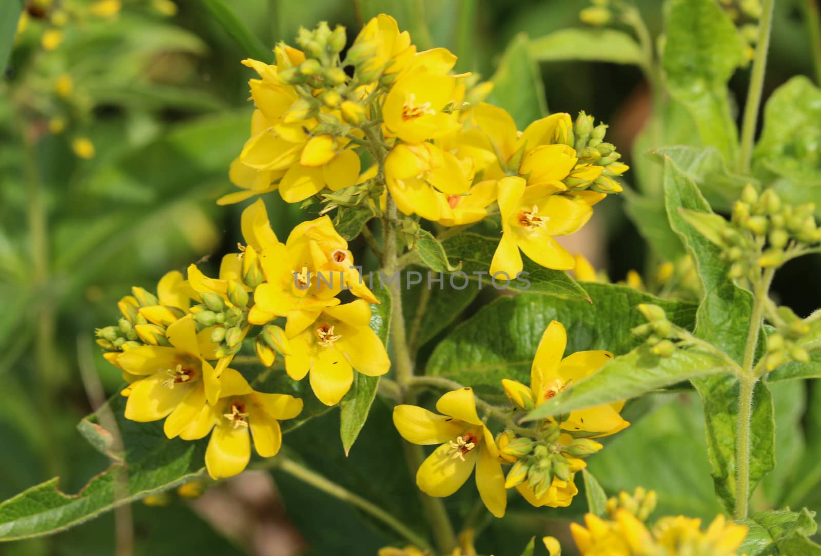 close up of Lysimachia vulgaris flower,