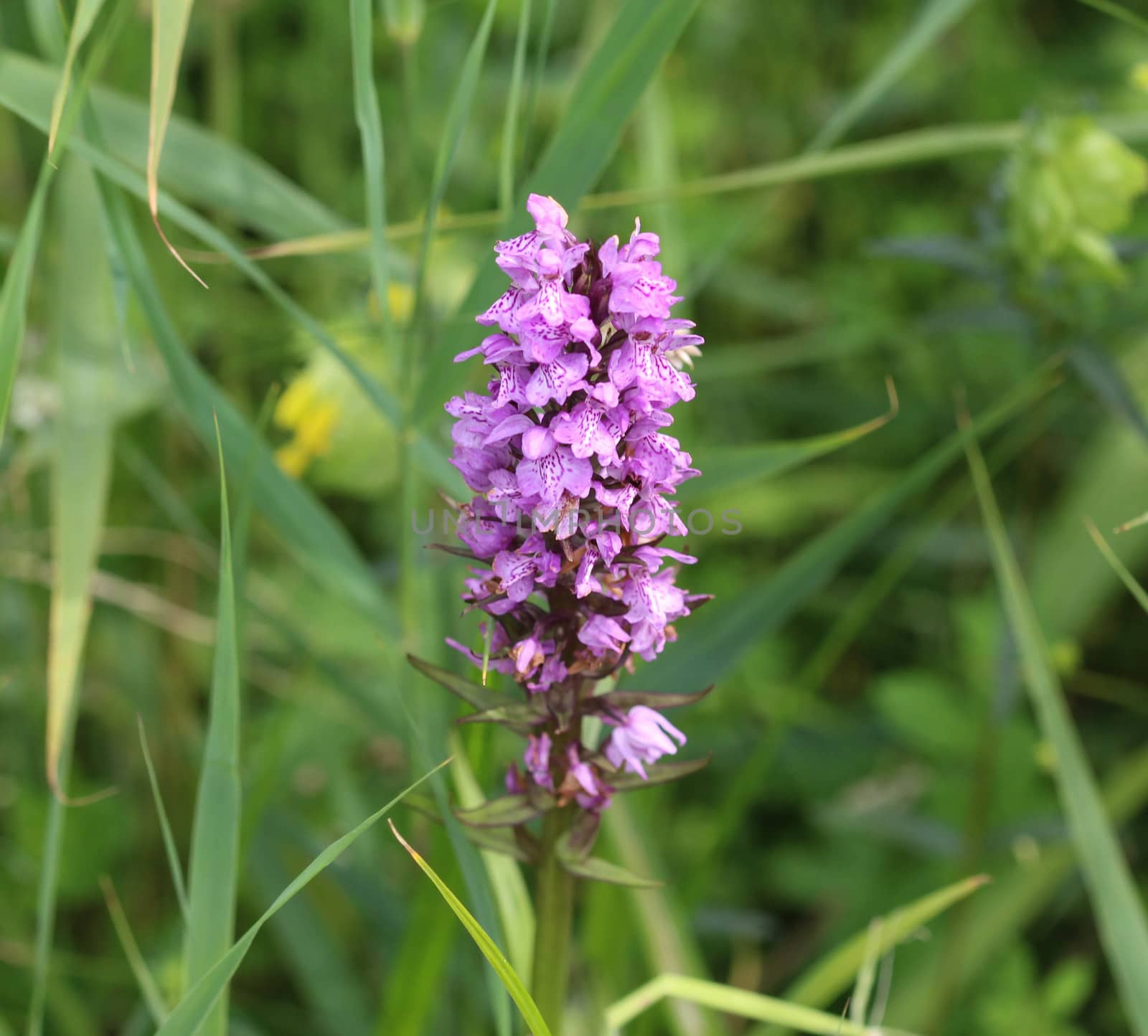 close up of western marsh orchid flower blooming