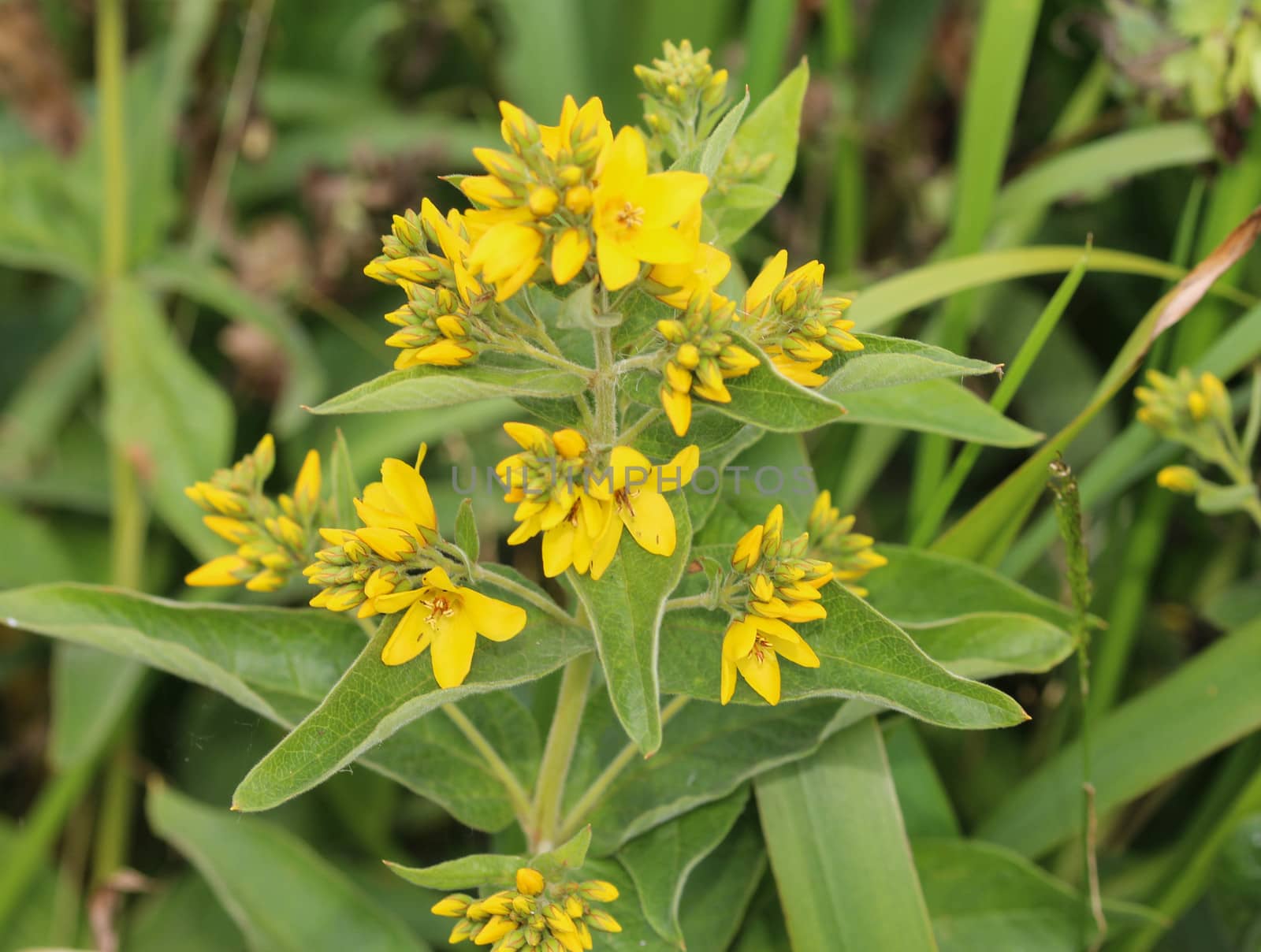 close up of Lysimachia vulgaris flower,