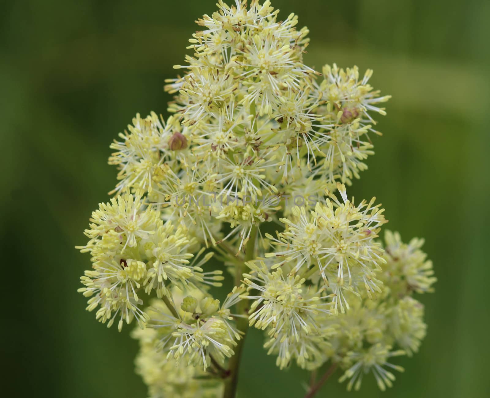 Close up of common meadow-rue blooming in the field