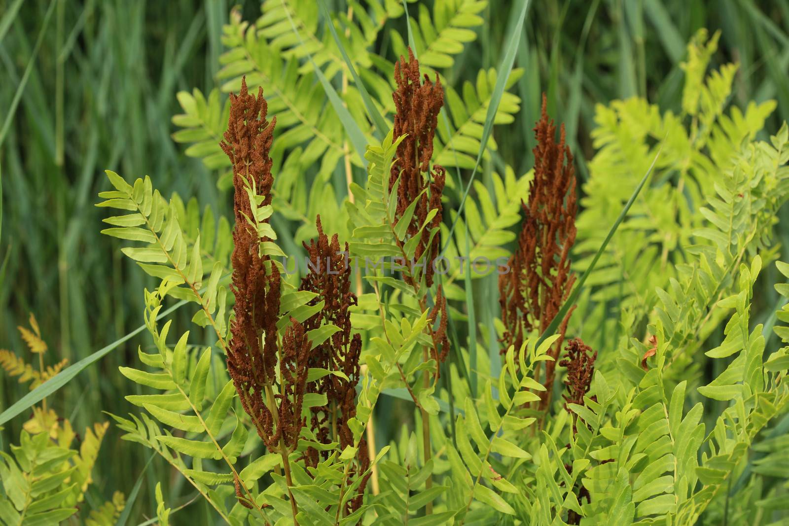 close up of Osmunda regalis, or royal fern, blooming in spring
