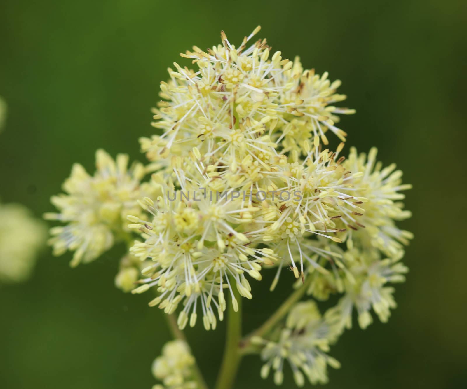 Close up of common meadow-rue blooming in the field