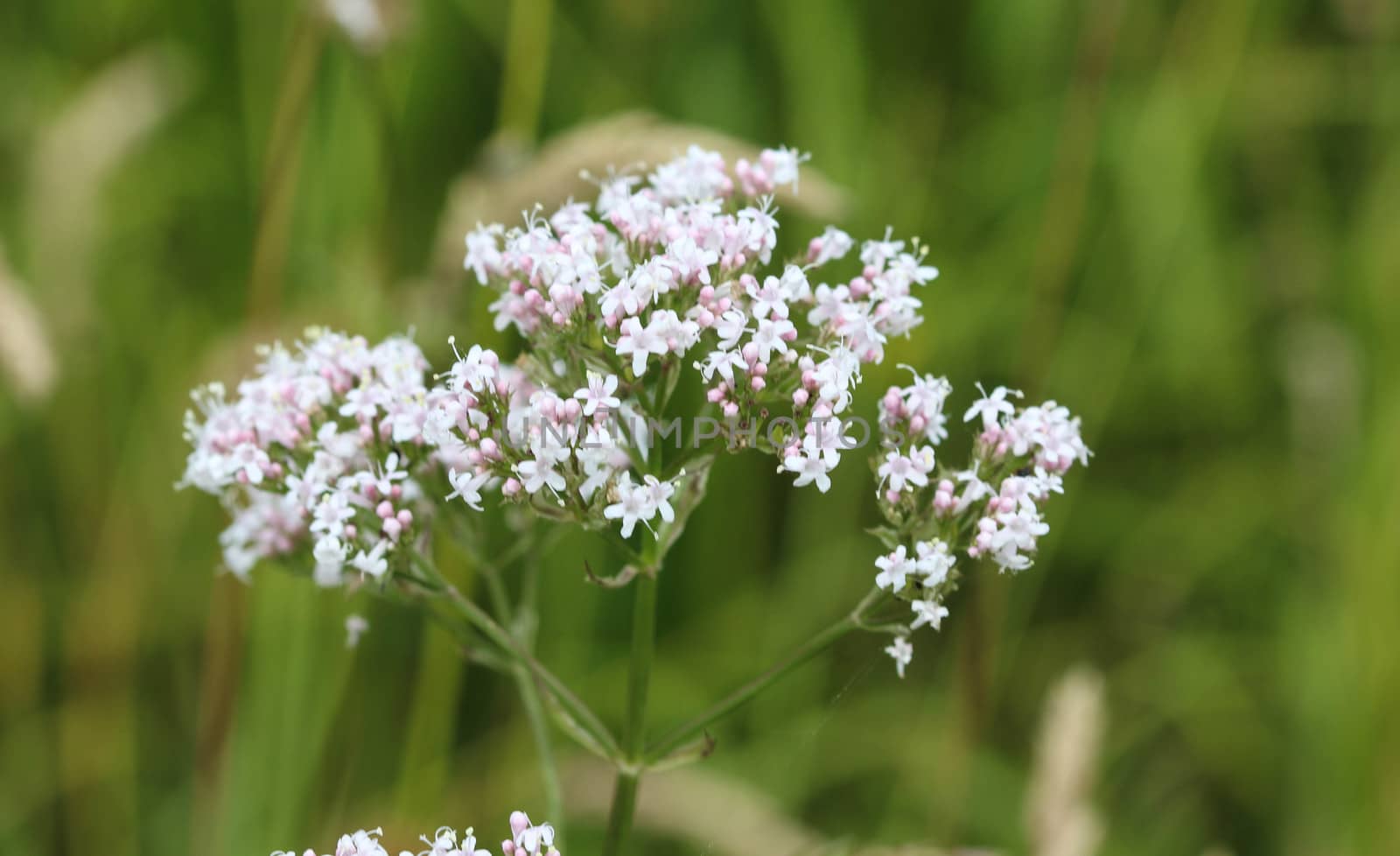 close up of marsh valerian or Valeriana dioica, blooming in spring