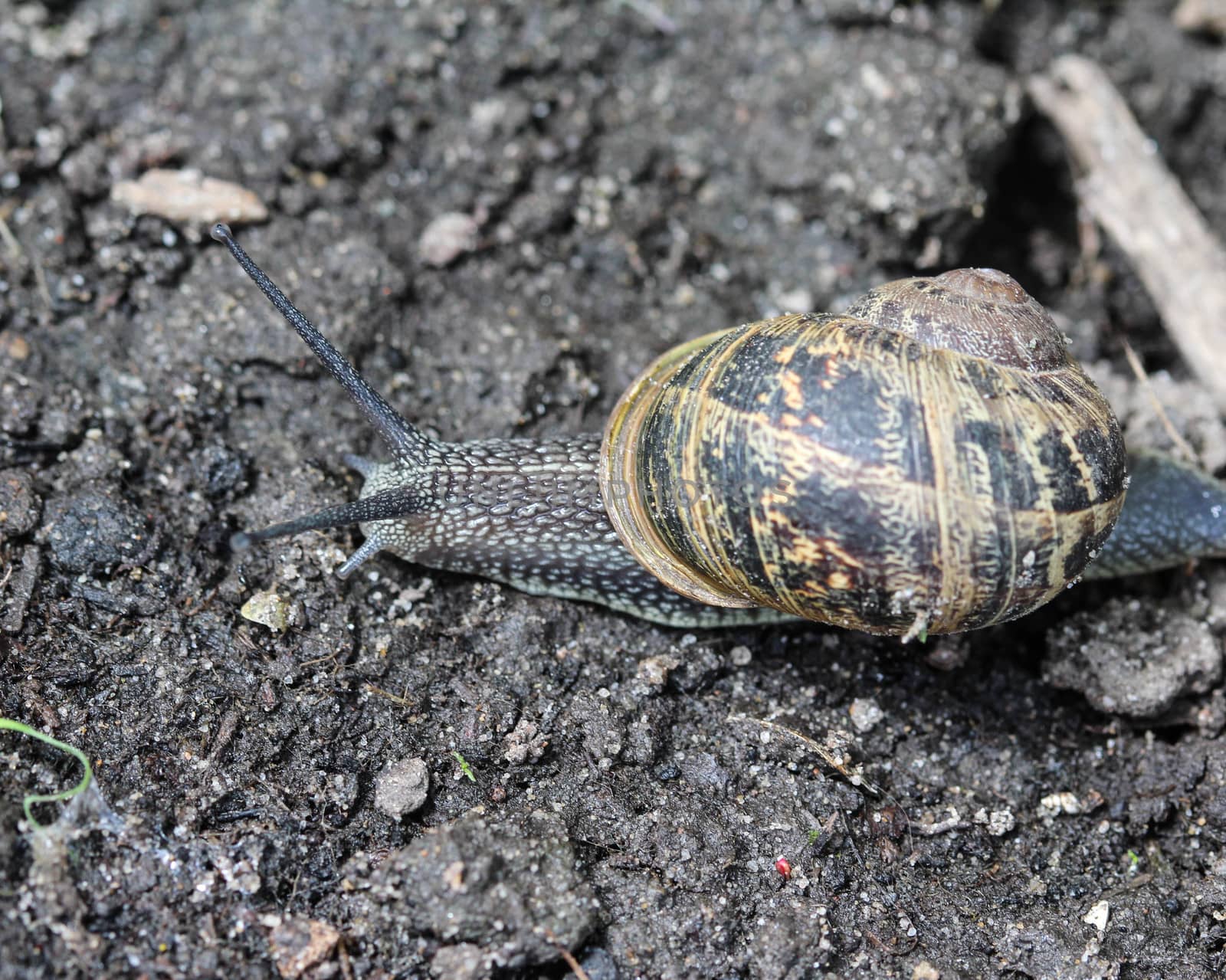 close up of garden snail