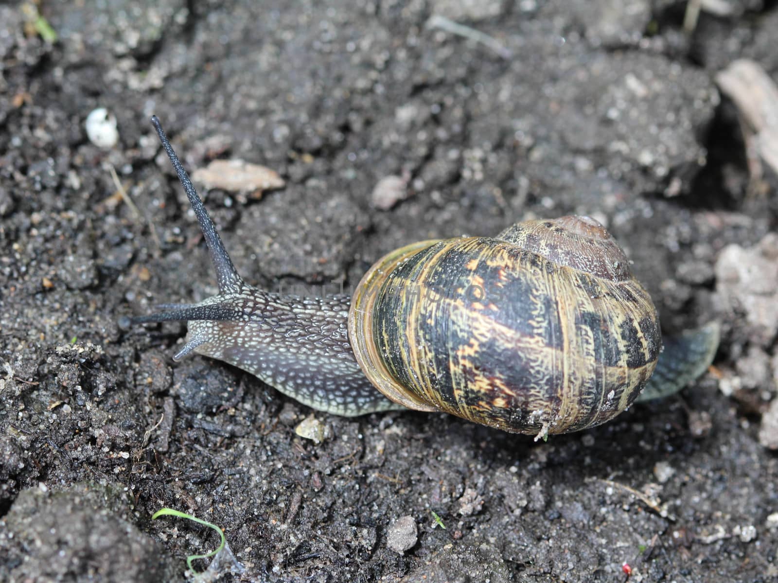 close up of garden snail