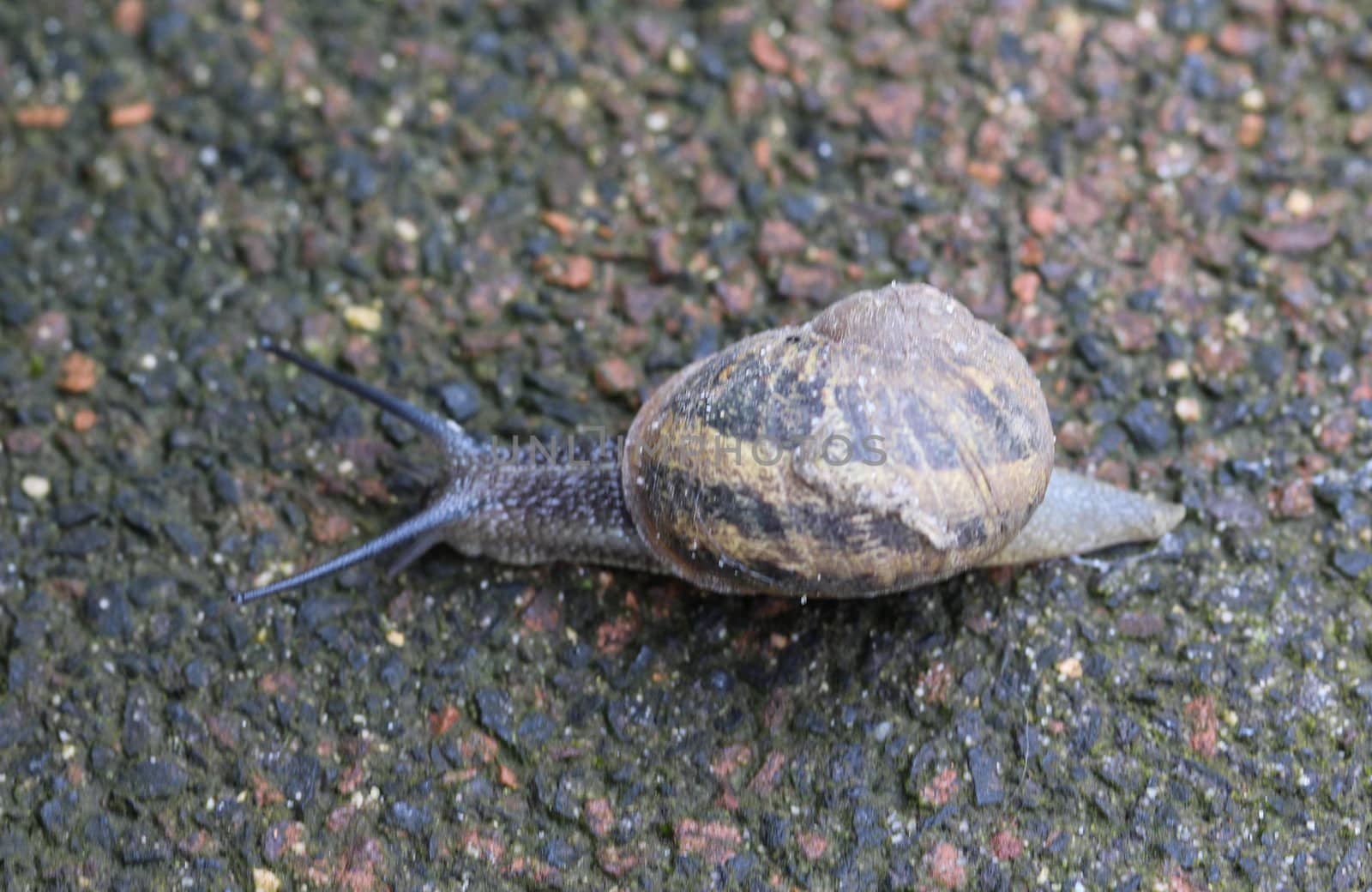 close up of garden snail