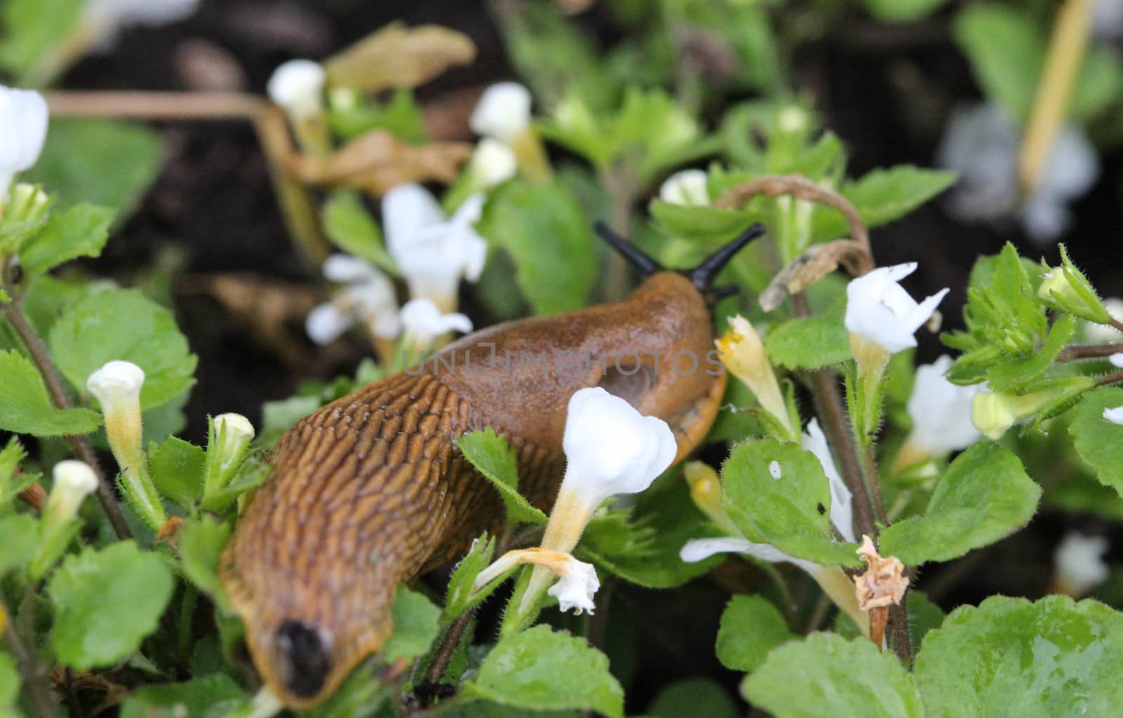 close up Spanish slug (Arion vulgaris) in the garden