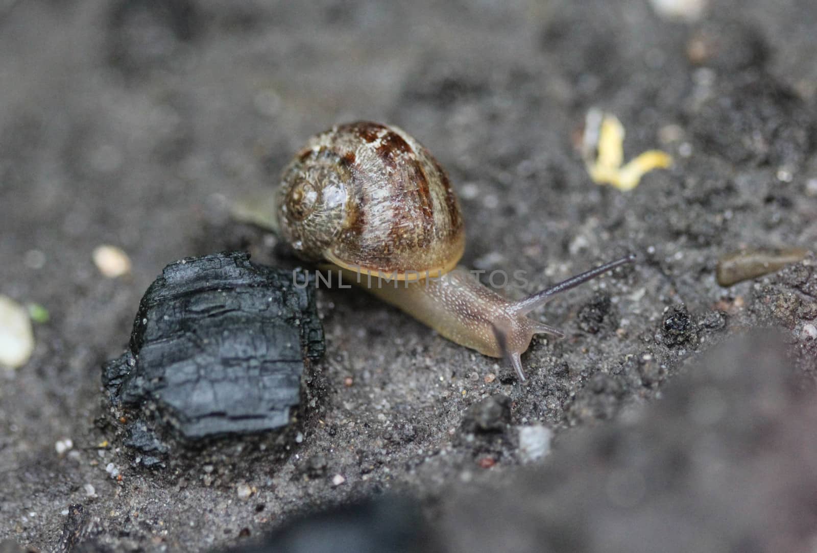 close up of grove snail