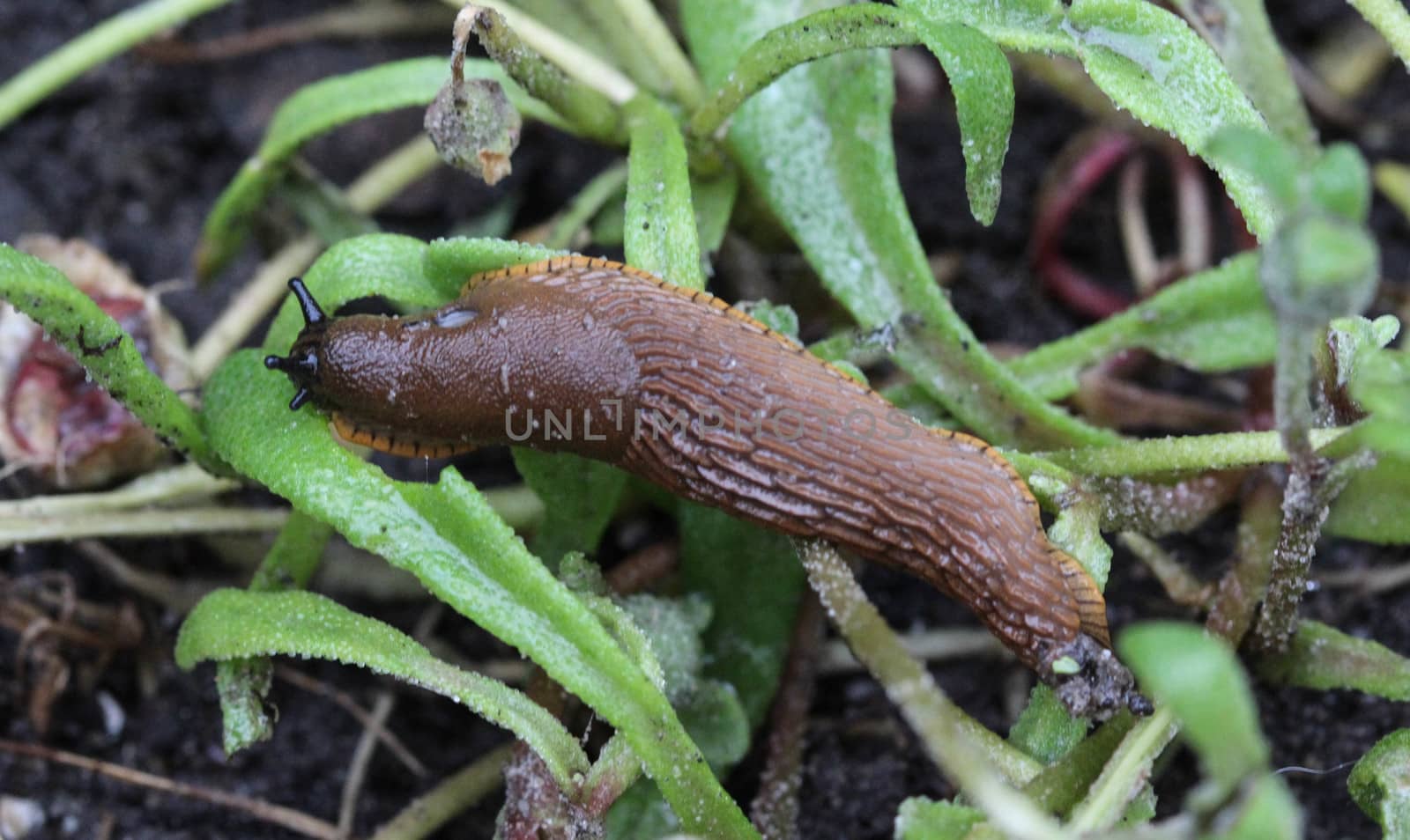 close up Spanish slug (Arion vulgaris) in the garden