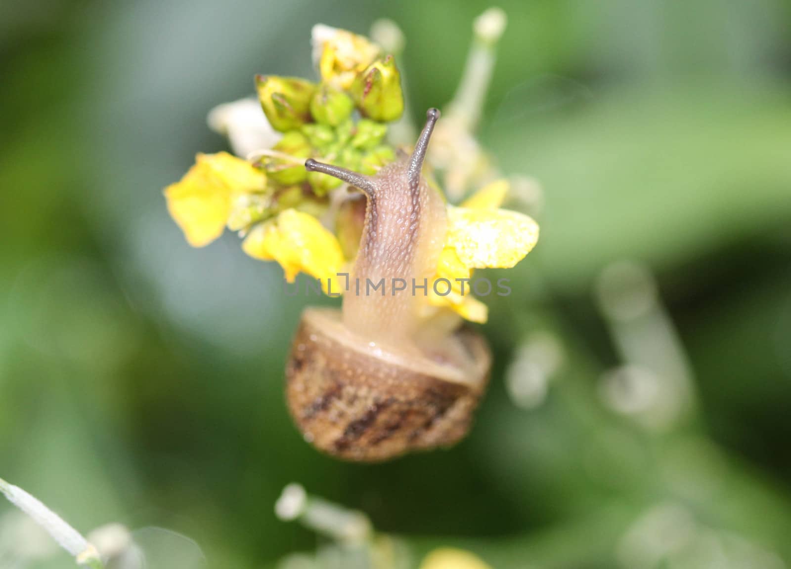 close up of grove snail