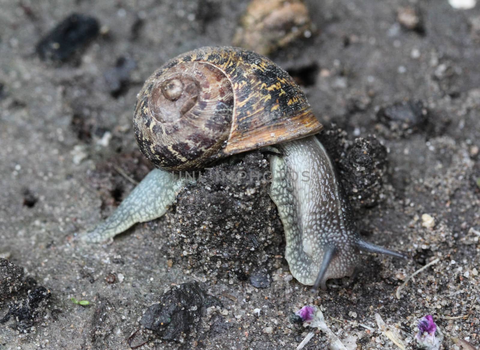 close up of garden snail