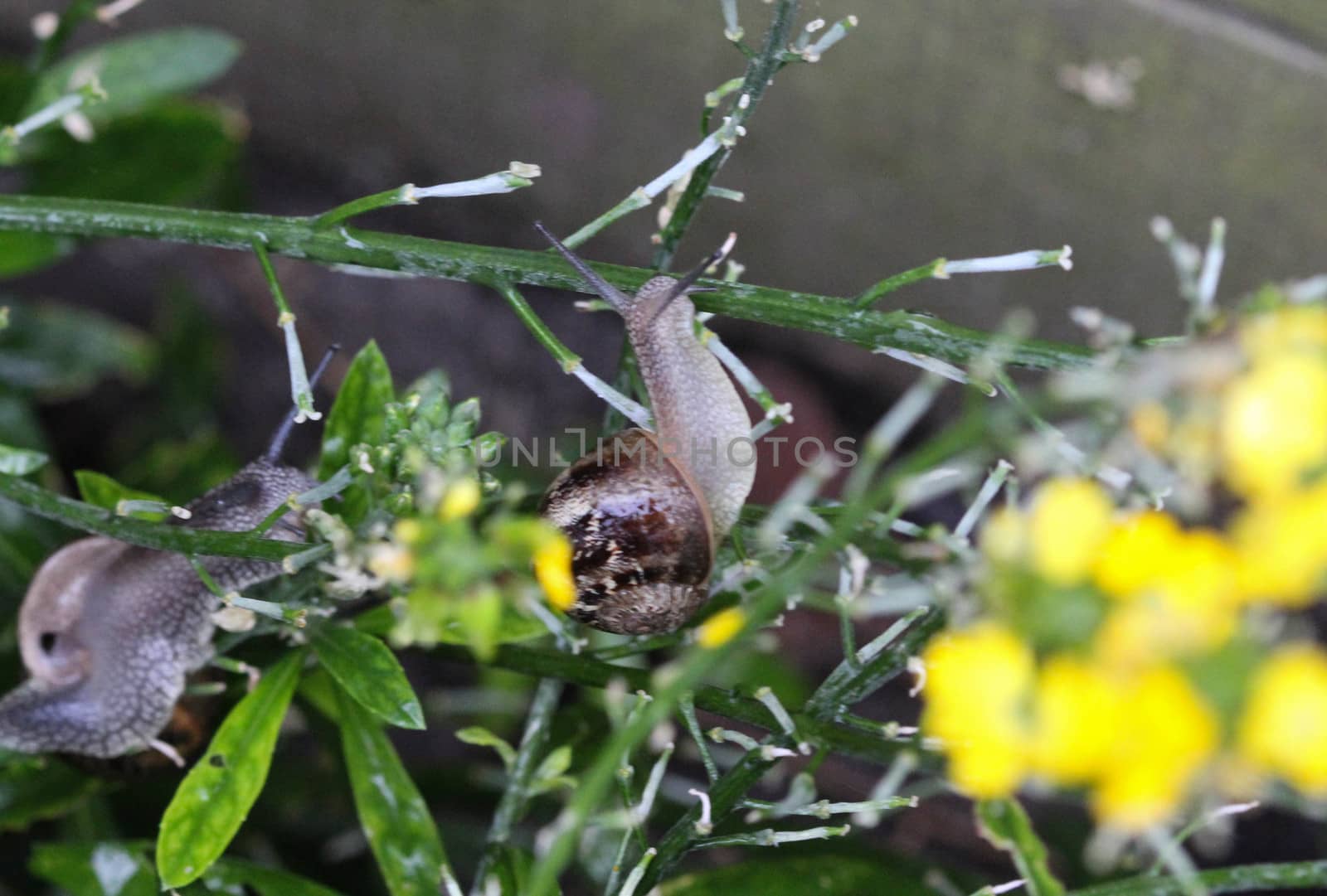 close up of grove snail