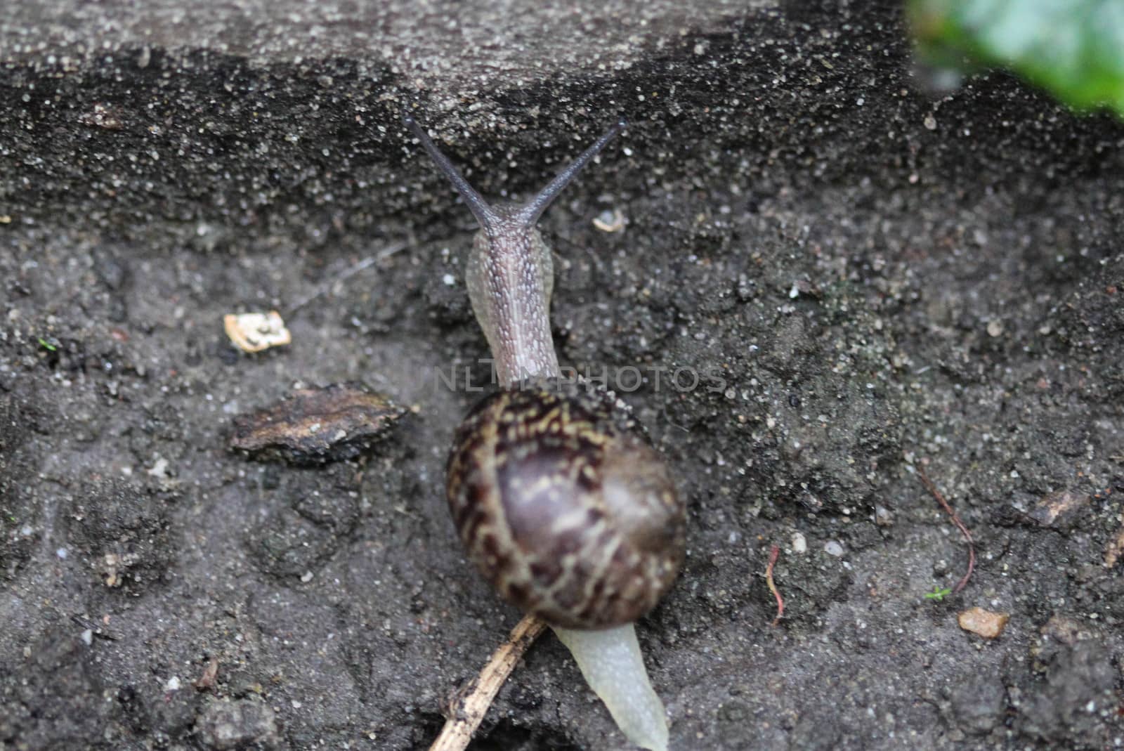 close up of garden snail