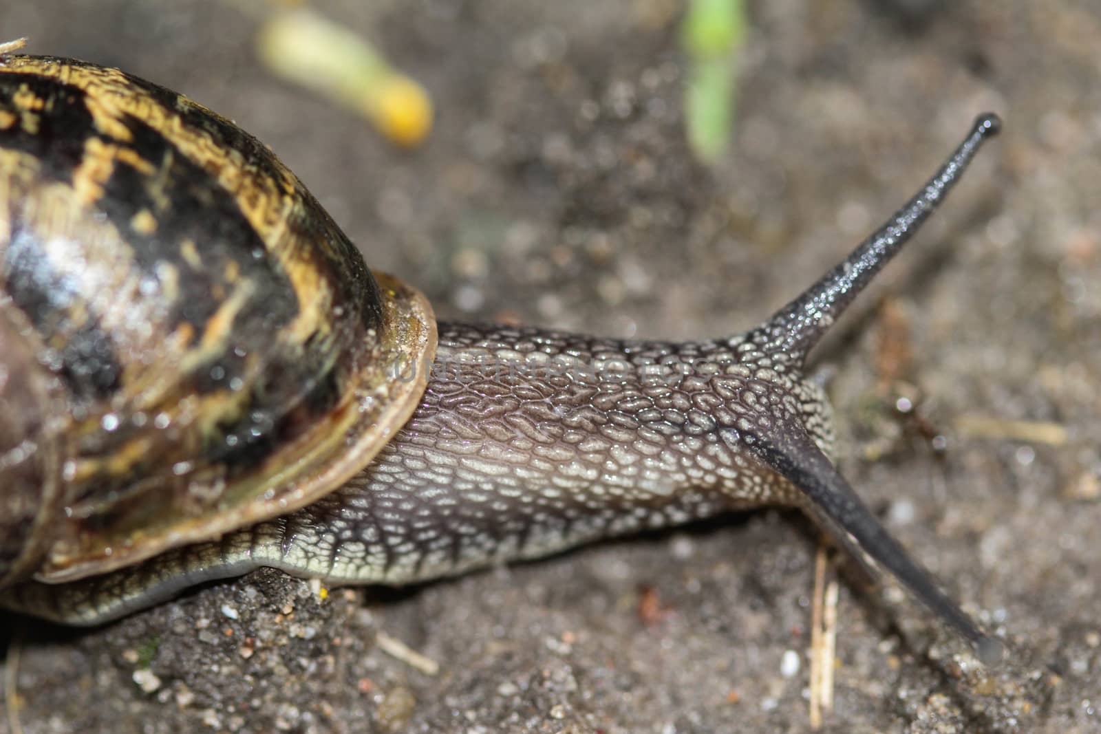 close up of garden snail
