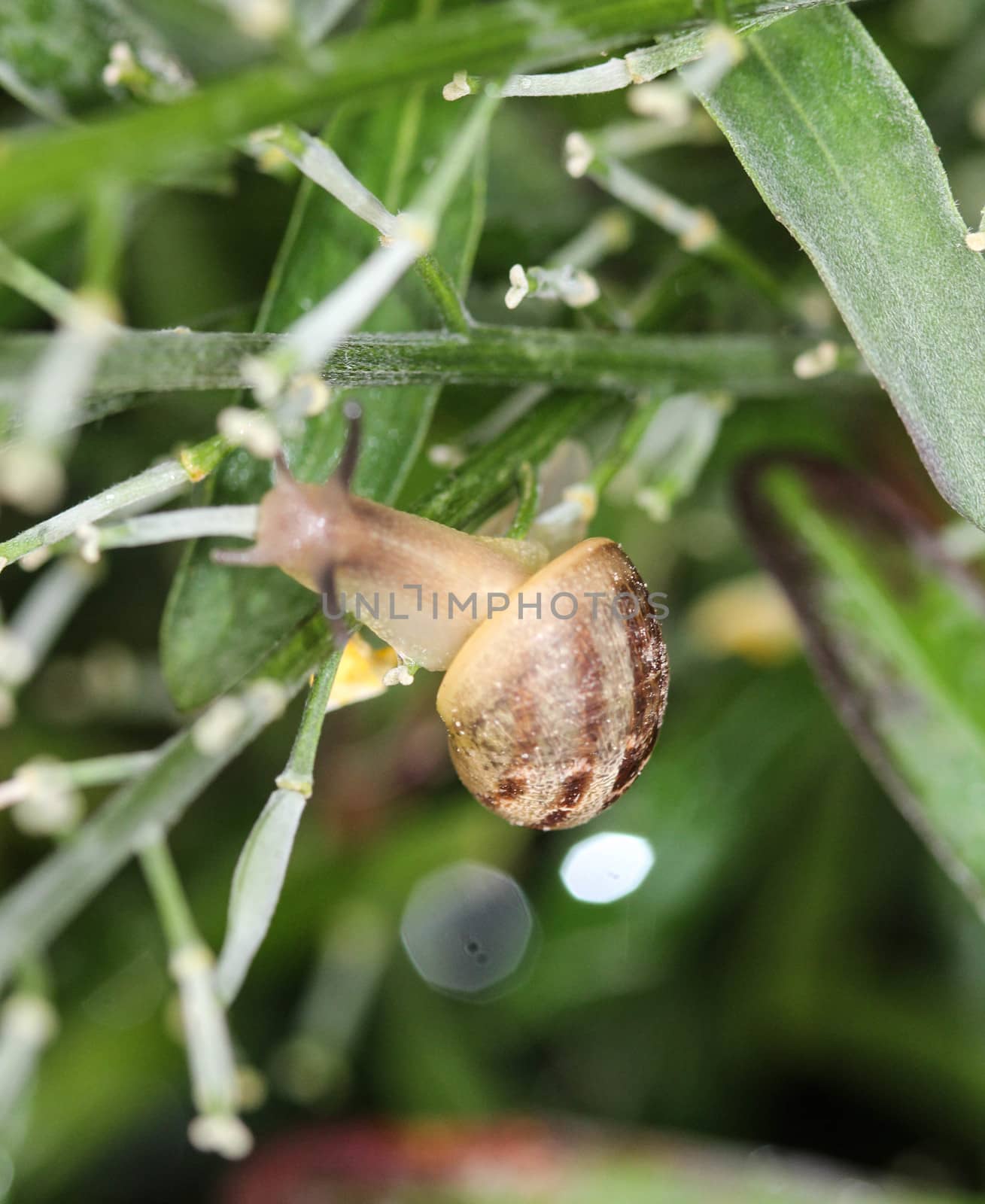 close up of grove snail