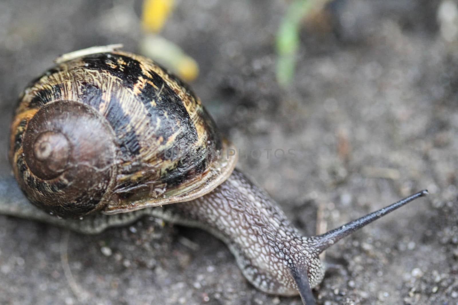 close up of garden snail