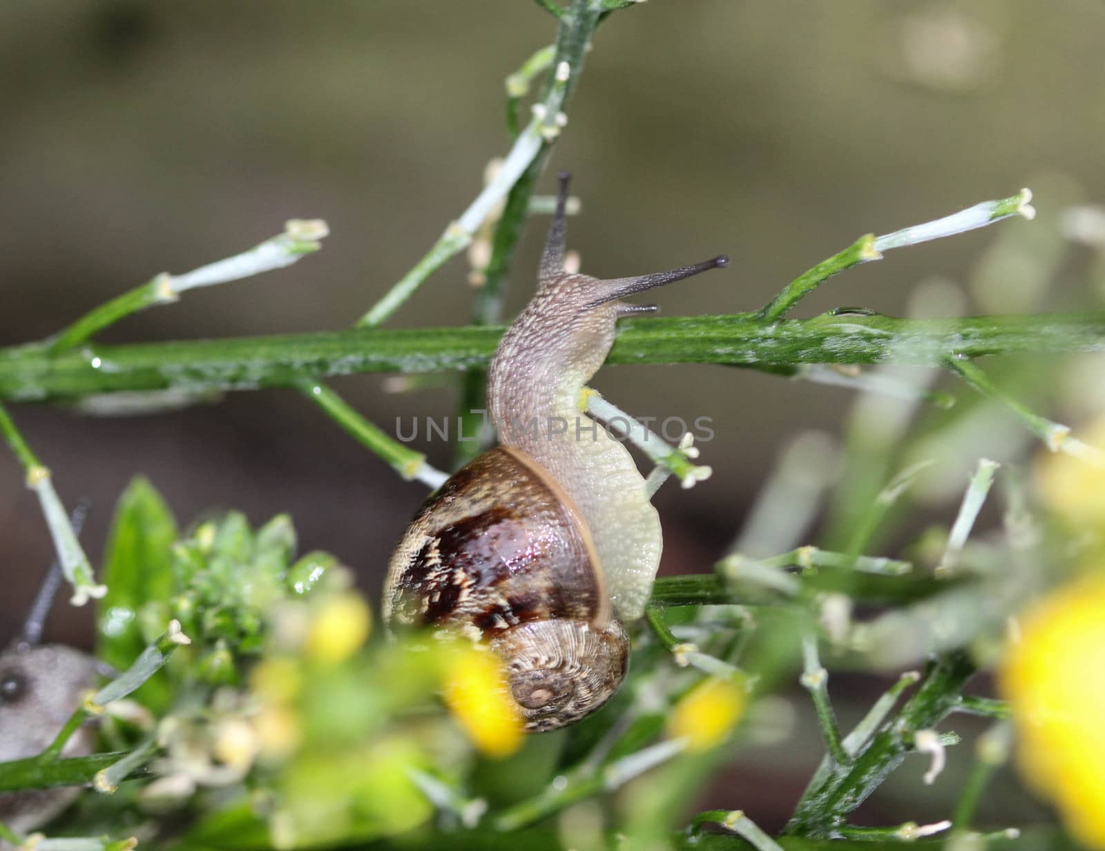 close up of grove snail