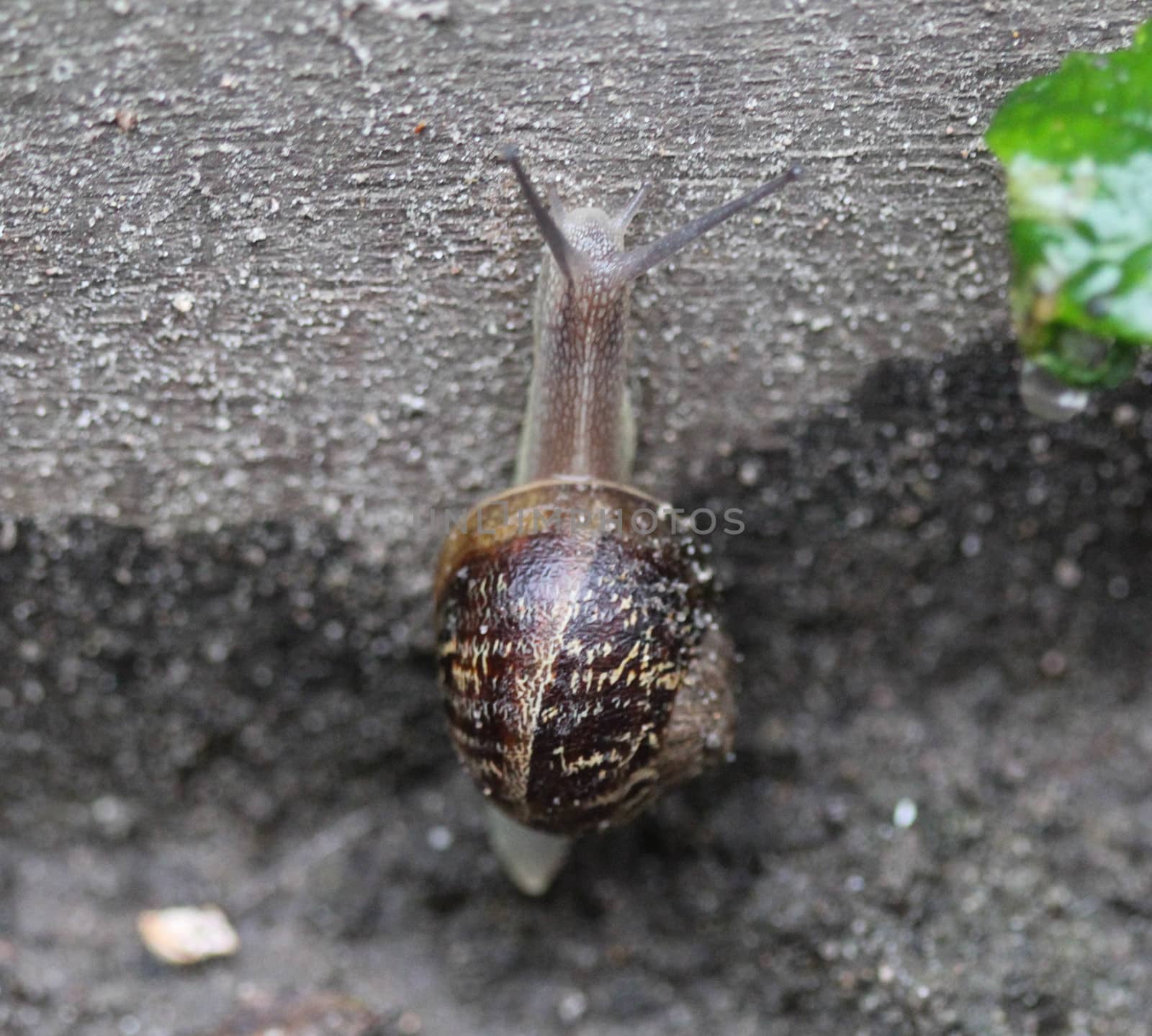 close up of garden snail
