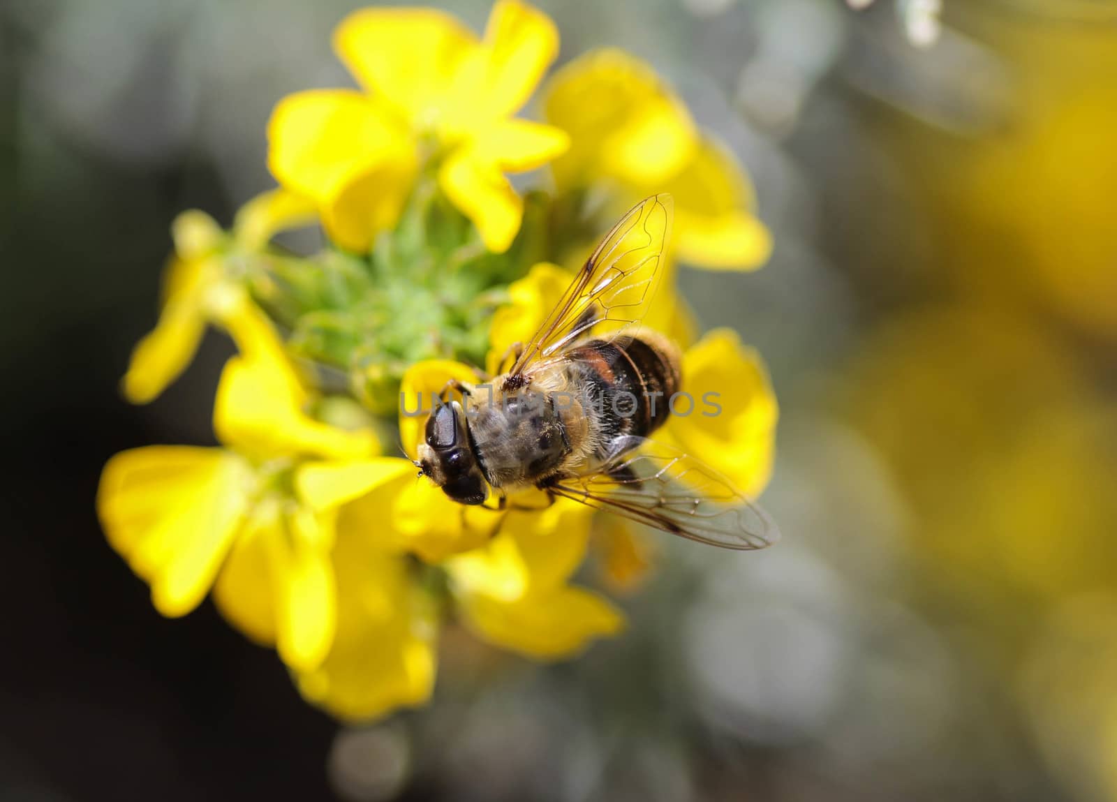 close up of Eristalis tenax or drone fly, a European hoverfly, sitting on flower