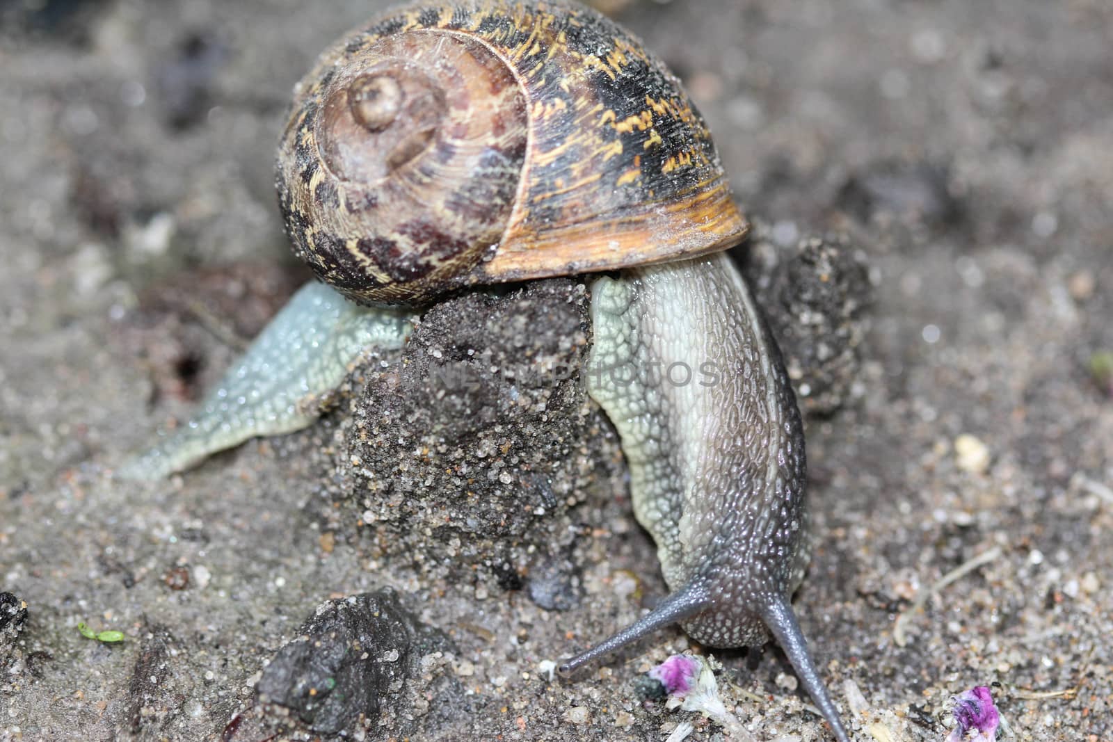 close up of garden snail
