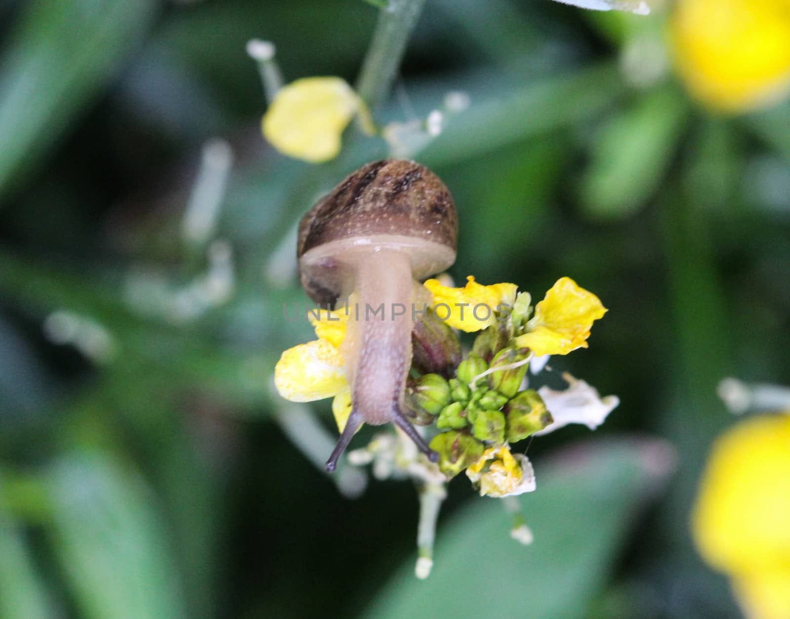 close up of grove snail