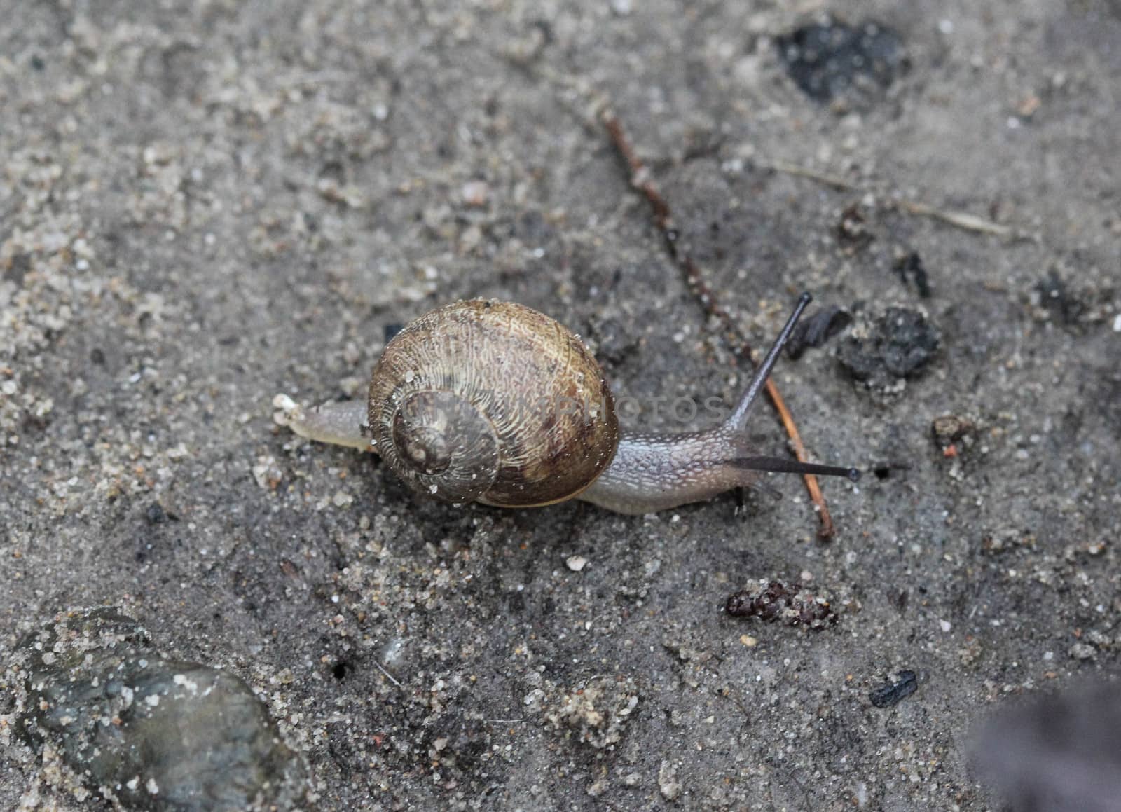 close up of grove snail