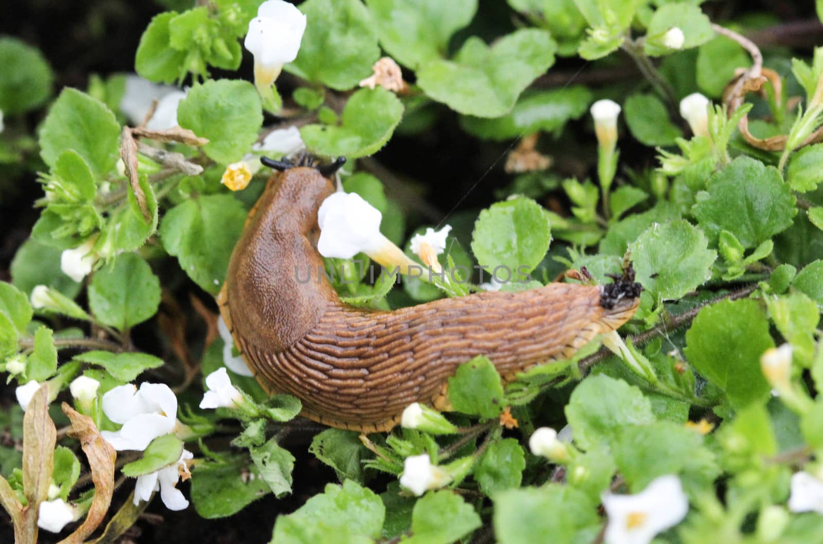 close up Spanish slug (Arion vulgaris) in the garden
