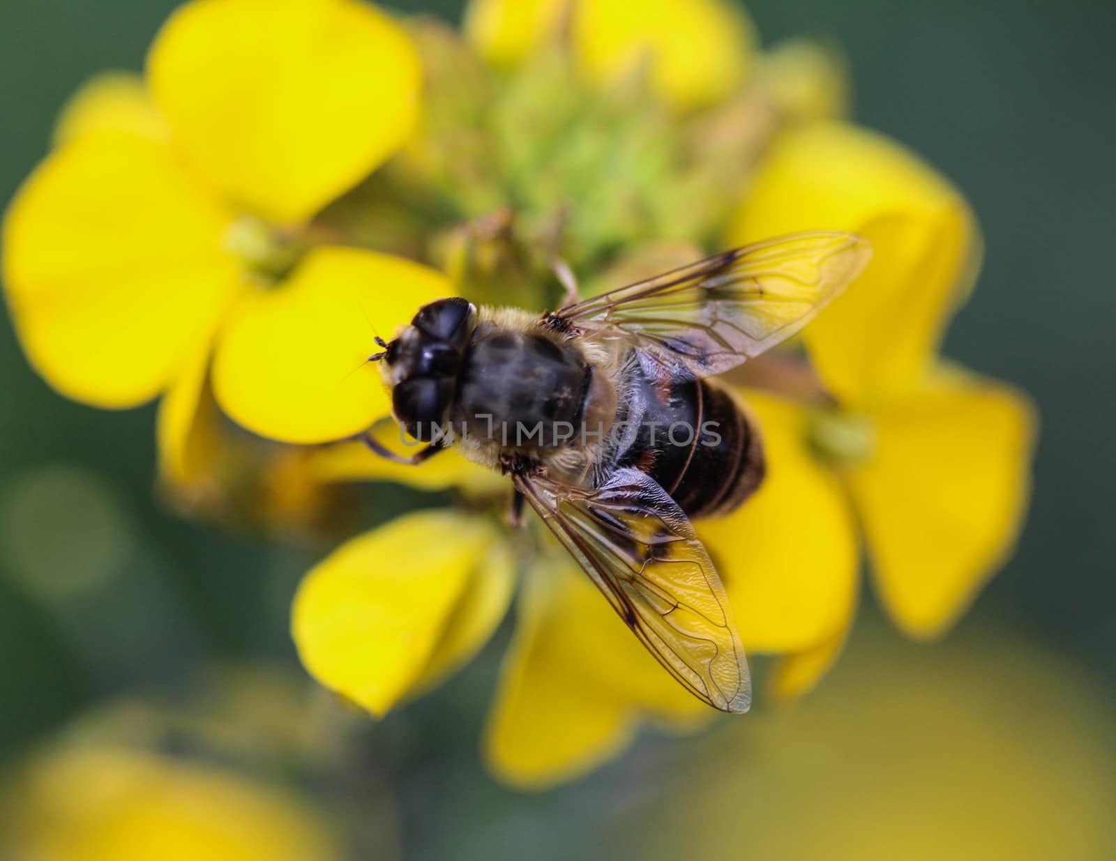 close up of Eristalis tenax or drone fly, a European hoverfly, sitting on flower