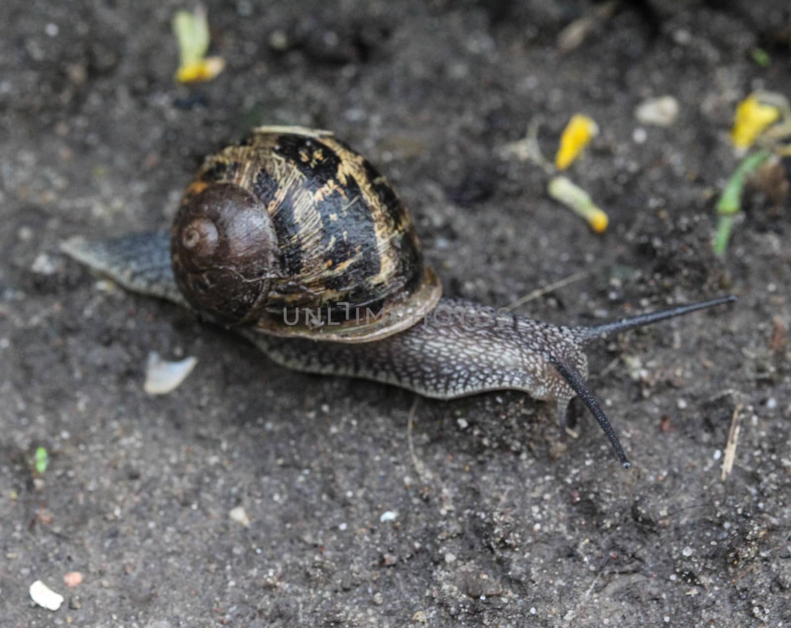 close up of garden snail