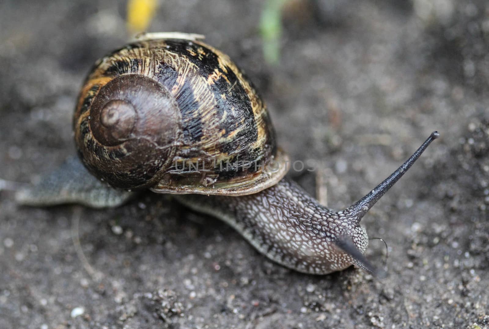 close up of garden snail
