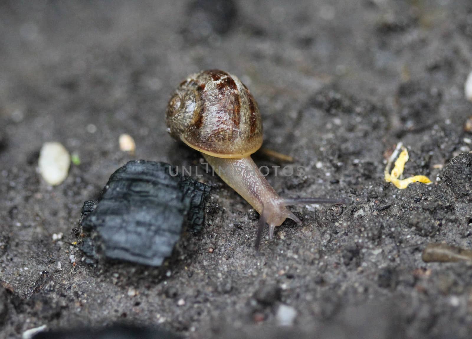close up of grove snail