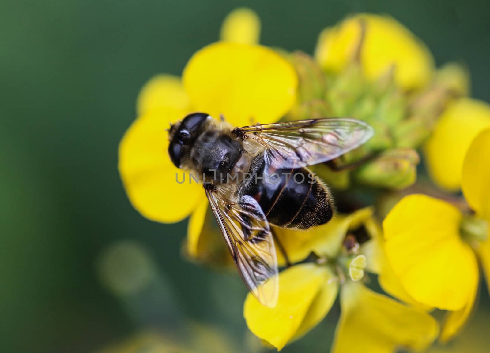 close up of Eristalis tenax or drone fly, a European hoverfly, sitting on flower