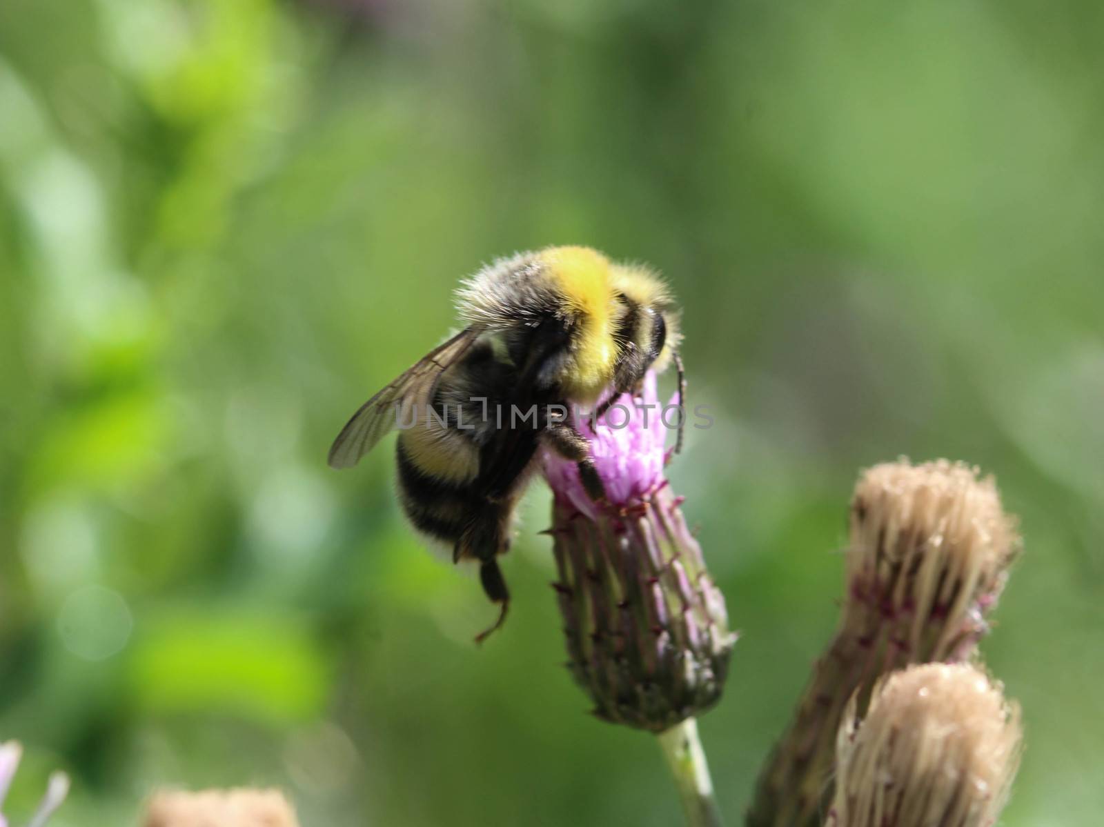 close up of the heath humble-bee or small heath bumblebee, Bombus jonellus