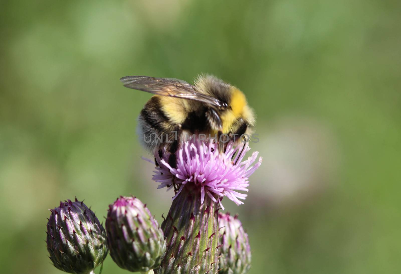 close up of the heath humble-bee or small heath bumblebee, Bombus jonellus