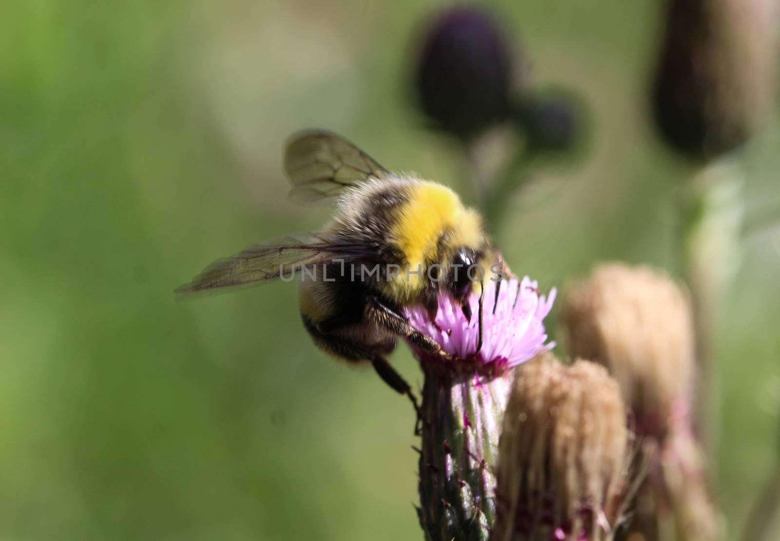close up of the heath humble-bee or small heath bumblebee, Bombus jonellus