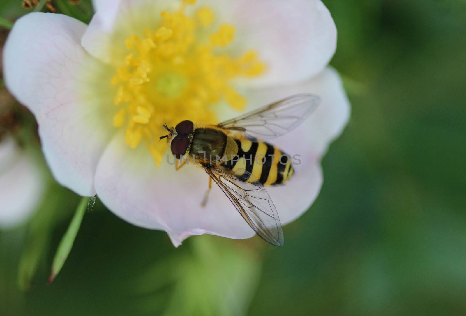 close up of Syrphus ribesii hoverfly