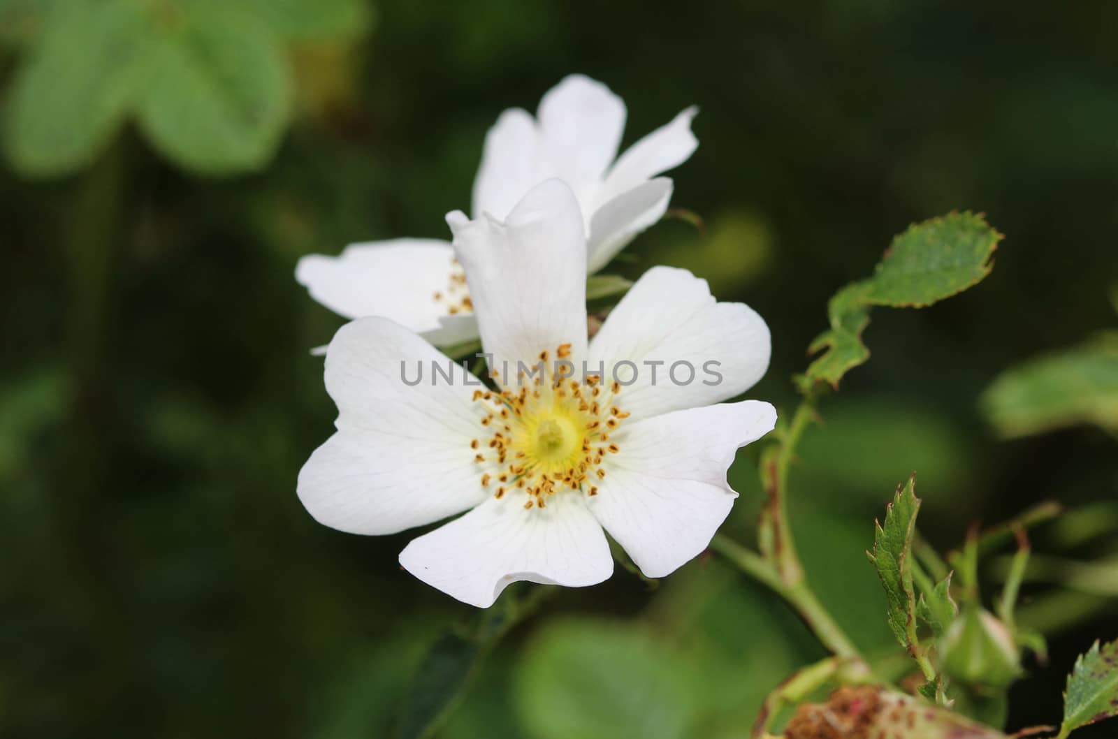 Close up of Sweet Brier flower